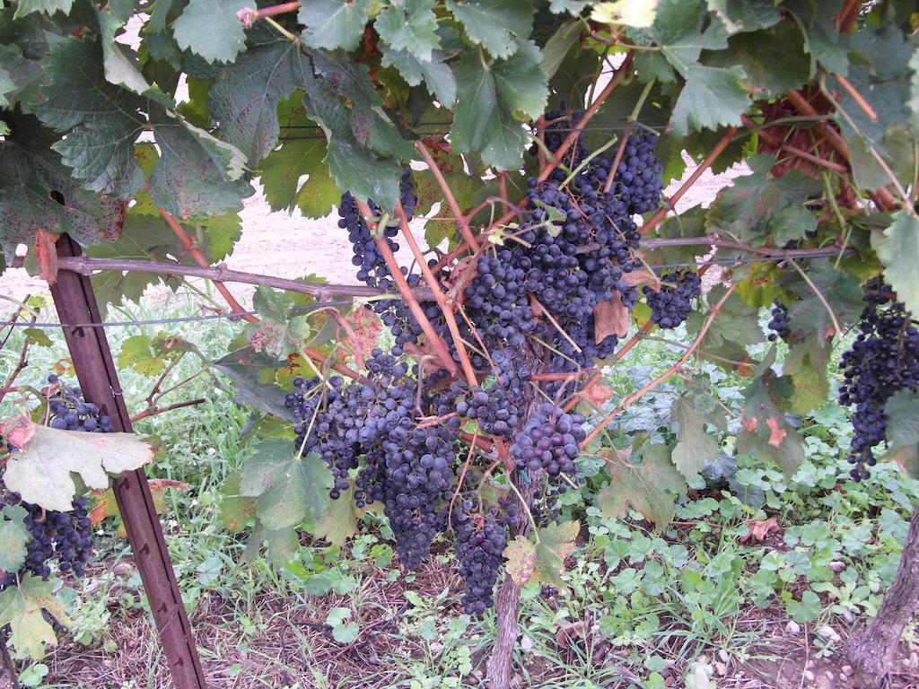 Cortecoraman Sommacampagna Buitenkant foto